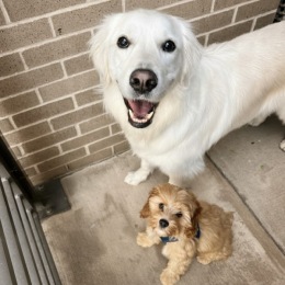 two cute dogs